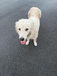 Found/Stray Female Dog last seen  S Mingo road , Tulsa, OK 74128