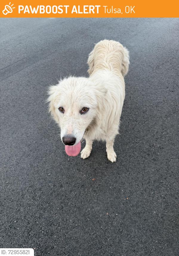 Found/Stray Female Dog last seen  S Mingo road , Tulsa, OK 74128