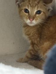 Shelter Stray Male Cat last seen Near Ashford Dunwoody Rd NE, Atlanta, GA 30319, 30319, GA, Atlanta, GA 30341