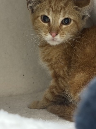 Shelter Stray Male Cat last seen Near Ashford Dunwoody Rd NE, Atlanta, GA 30319, 30319, GA, Atlanta, GA 30341