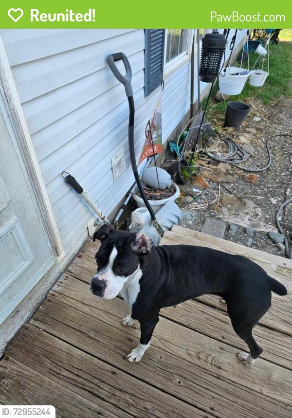 Reunited Female Dog last seen Washington blvd by Dollar general , Williamsport, PA 17701