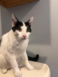 Found/Stray Male Cat last seen Lambert and Sugargrove Dr. , East Whittier, CA 90604