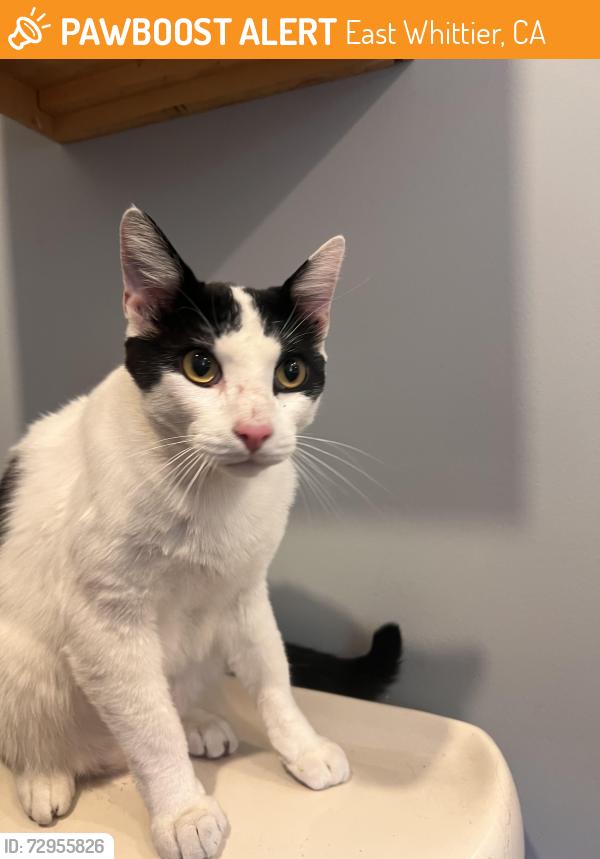 Found/Stray Male Cat last seen Lambert and Sugargrove Dr. , East Whittier, CA 90604