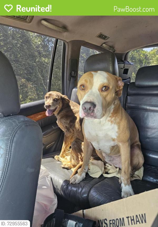 Reunited Male Dog last seen Hwy 14 and Adzms Mill, Greenville County, SC 29681