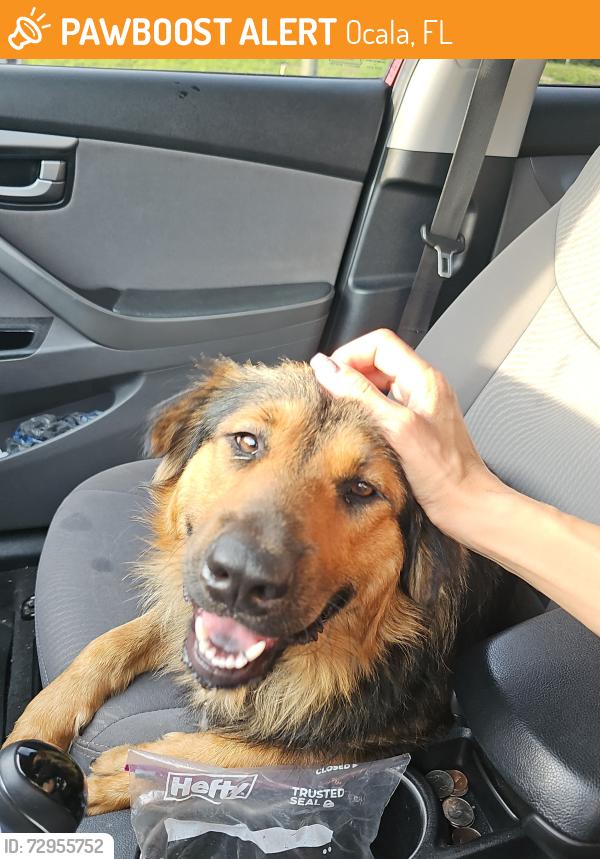 Found/Stray Male Dog last seen SW 2nd St & SW Martin Luther King, Ocala, FL 34471