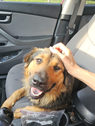 Found/Stray Male Dog last seen SW 2nd St & SW Martin Luther King, Ocala, FL 34471