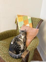 Lost Male Cat last seen Woods behind Chic Fil A on South Main in Weatherford, Weatherford, TX 76087