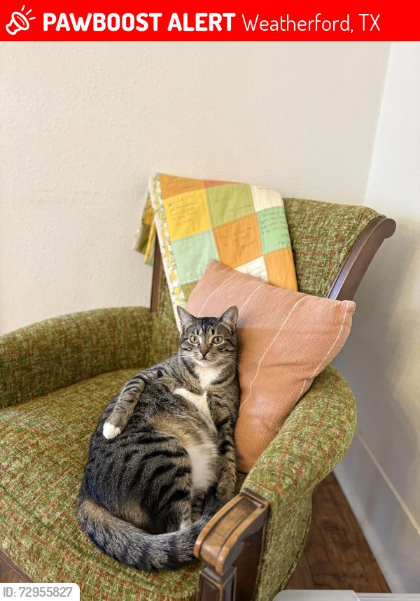 Lost Male Cat last seen Woods behind Chic Fil A on South Main in Weatherford, Weatherford, TX 76087