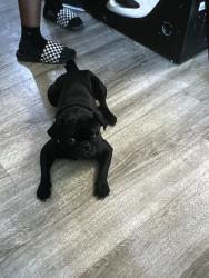 Lost Male Dog last seen Gowan and buffalo, Las Vegas, NV 89129