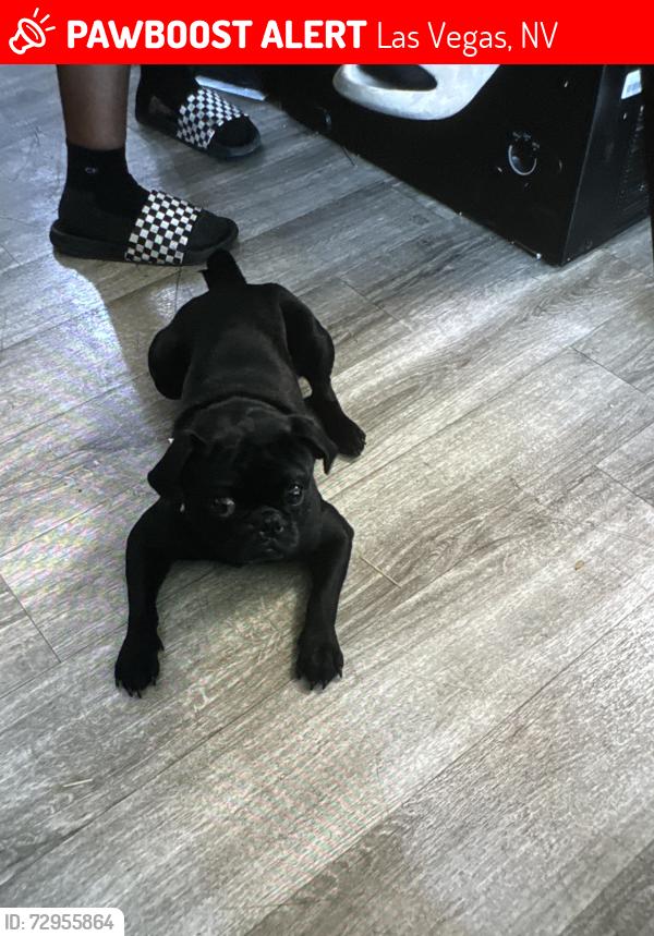 Lost Male Dog last seen Gowan and buffalo, Las Vegas, NV 89129