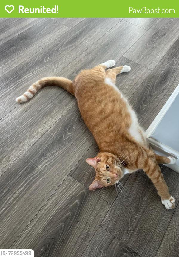Reunited Male Cat last seen Bridge Point Pass and Tressel Wood DR, Cincinnati, OH 45248