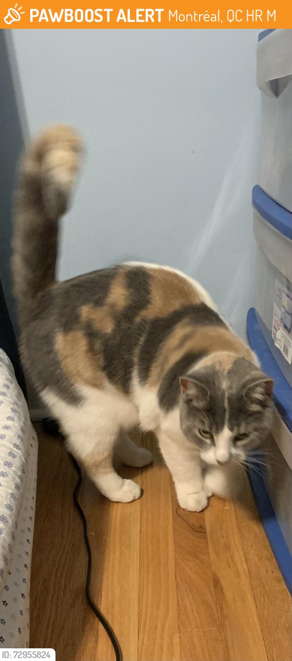 Found/Stray Unknown Cat last seen Near st Jean , Montréal, QC H9R 3M2