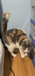 Found/Stray Unknown Cat last seen Near st Jean , Montréal, QC H9R 3M2