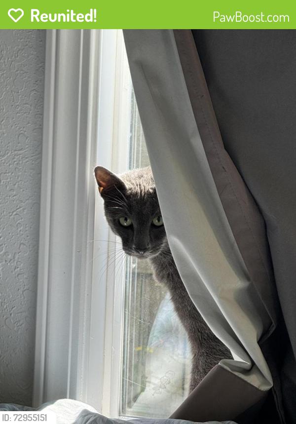 Reunited Male Cat last seen Near two rivers elementary , Springfield, OR 97477