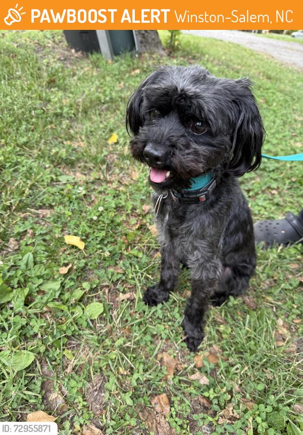 Found/Stray Male Dog last seen Peace haven , Winston-Salem, NC 27103