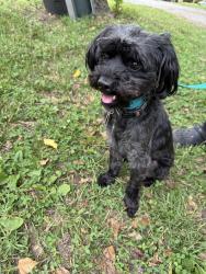 Found/Stray Male Dog last seen Peace haven , Winston-Salem, NC 27103