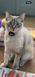 Reunited Female Cat last seen Oak knoll, Barrington, IL 60010