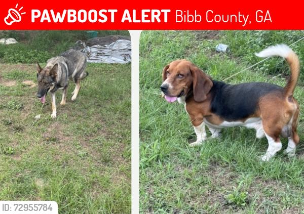Lost Male Dog last seen Hartley Bridge Rd, Bibb County, GA 31216