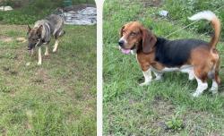 Lost Male Dog last seen Hartley Bridge Rd, Bibb County, GA 31216