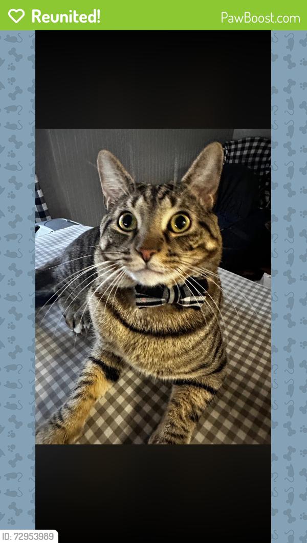 Reunited Male Cat last seen Patapsco high school, Dundalk, MD 21222