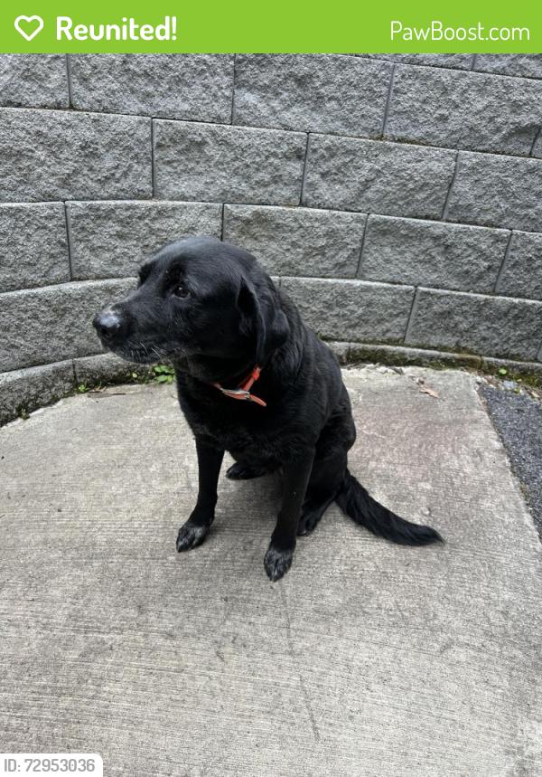 Reunited Unknown Dog last seen Bristol Caverns Road, Bristol, TN 37620