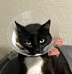 Reunited Male Cat last seen Marconi and fulton, Sacramento, CA 95821