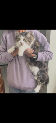 Lost Female Cat last seen Prince Albert Drive, Riverside, Riverside, CA 92507