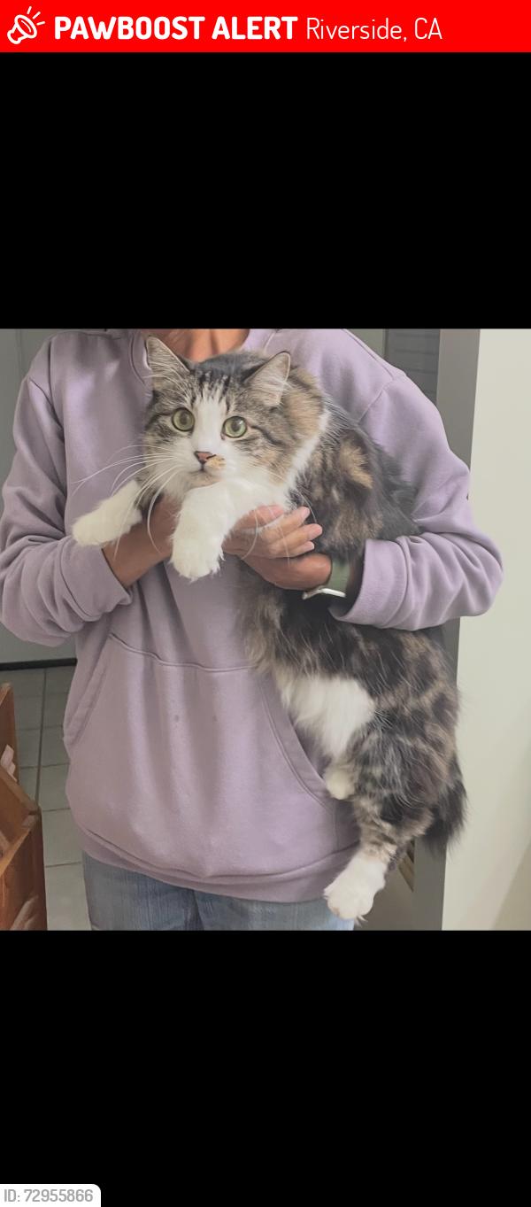 Lost Female Cat last seen Prince Albert Drive, Riverside, Riverside, CA 92507