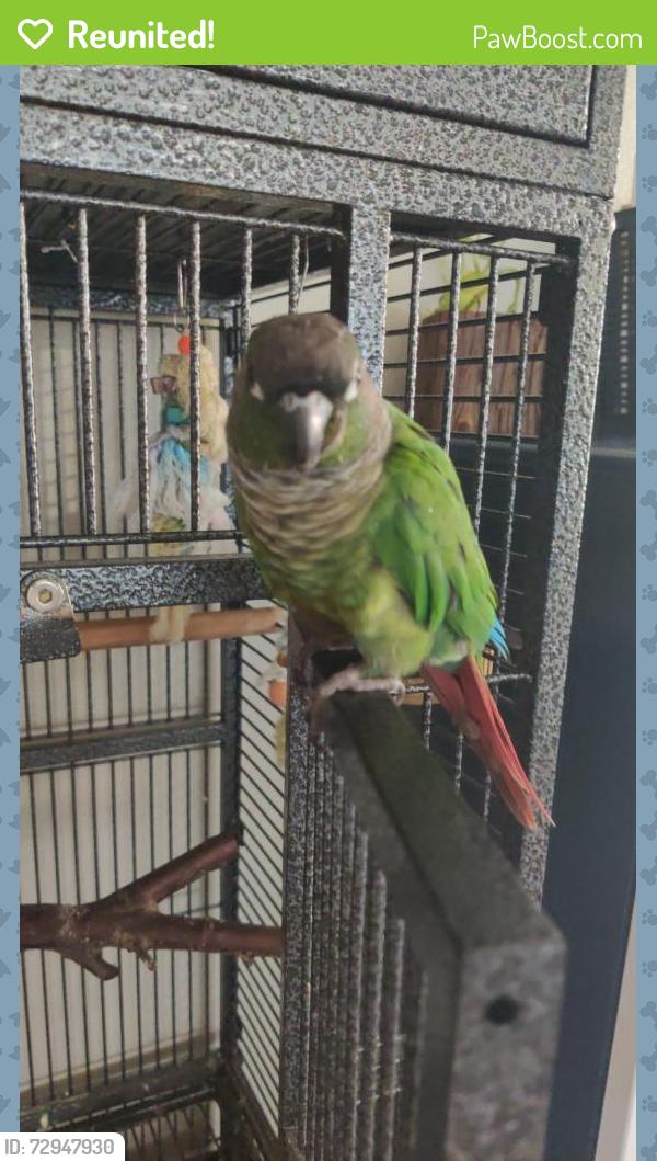 Reunited Female Bird last seen Robinson Ridge , McKinney, TX 75071