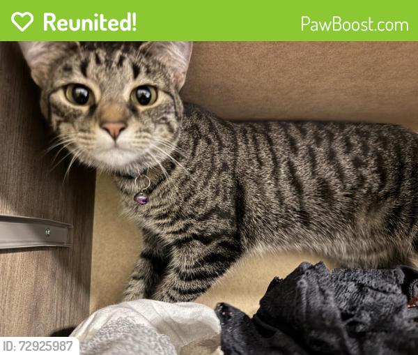 Reunited Female Cat last seen Reel Street between Cabot and Adair, Norfolk, VA 23502