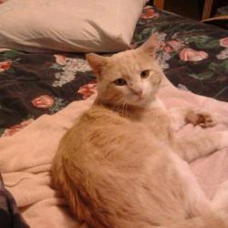 Lost Male Cat last seen Broad River and St Andrews , Columbia, SC 29210