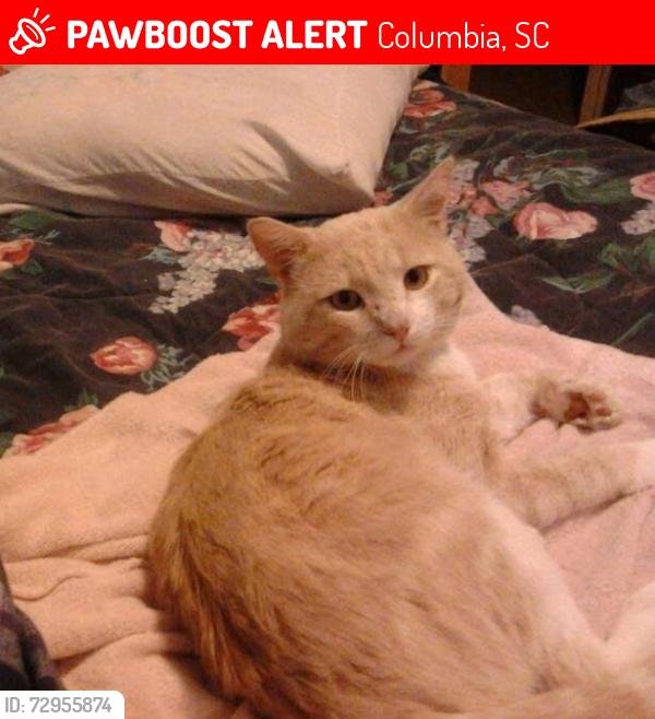 Lost Male Cat last seen Broad River and St Andrews , Columbia, SC 29210