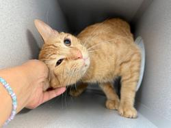 Shelter Stray Male Cat last seen Near Morrison Avenue, BRONX, NY, 10472, New York, NY 10029