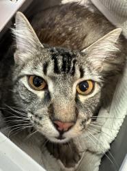 Shelter Stray Male Cat last seen 44th Street, San Diego, CA, 92115, San Diego, CA 92110