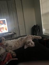 Lost Female Cat last seen Main St, Jay, OK 74346