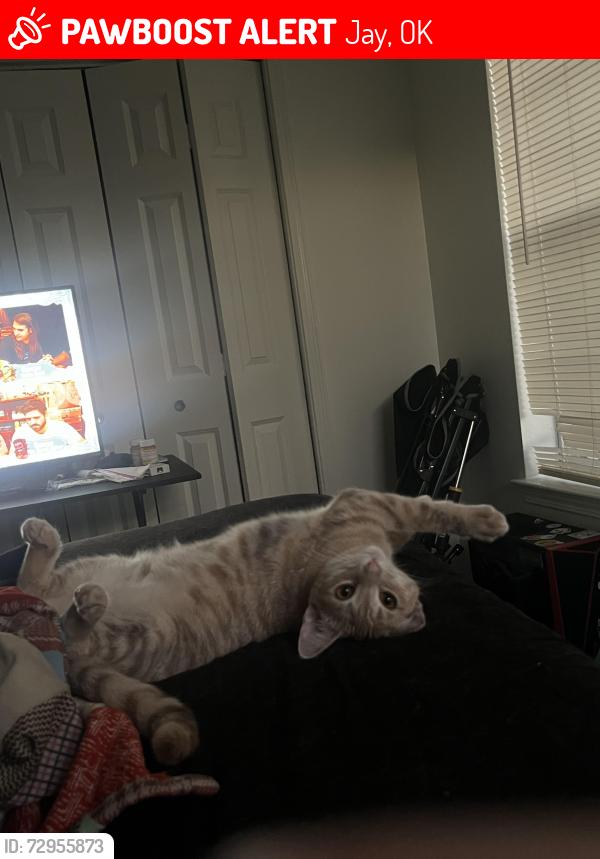 Lost Female Cat last seen Main St, Jay, OK 74346