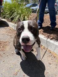 Shelter Stray Male Dog last seen Wilson Avenue, San Diego, CA, 92104, San Diego, CA 92110