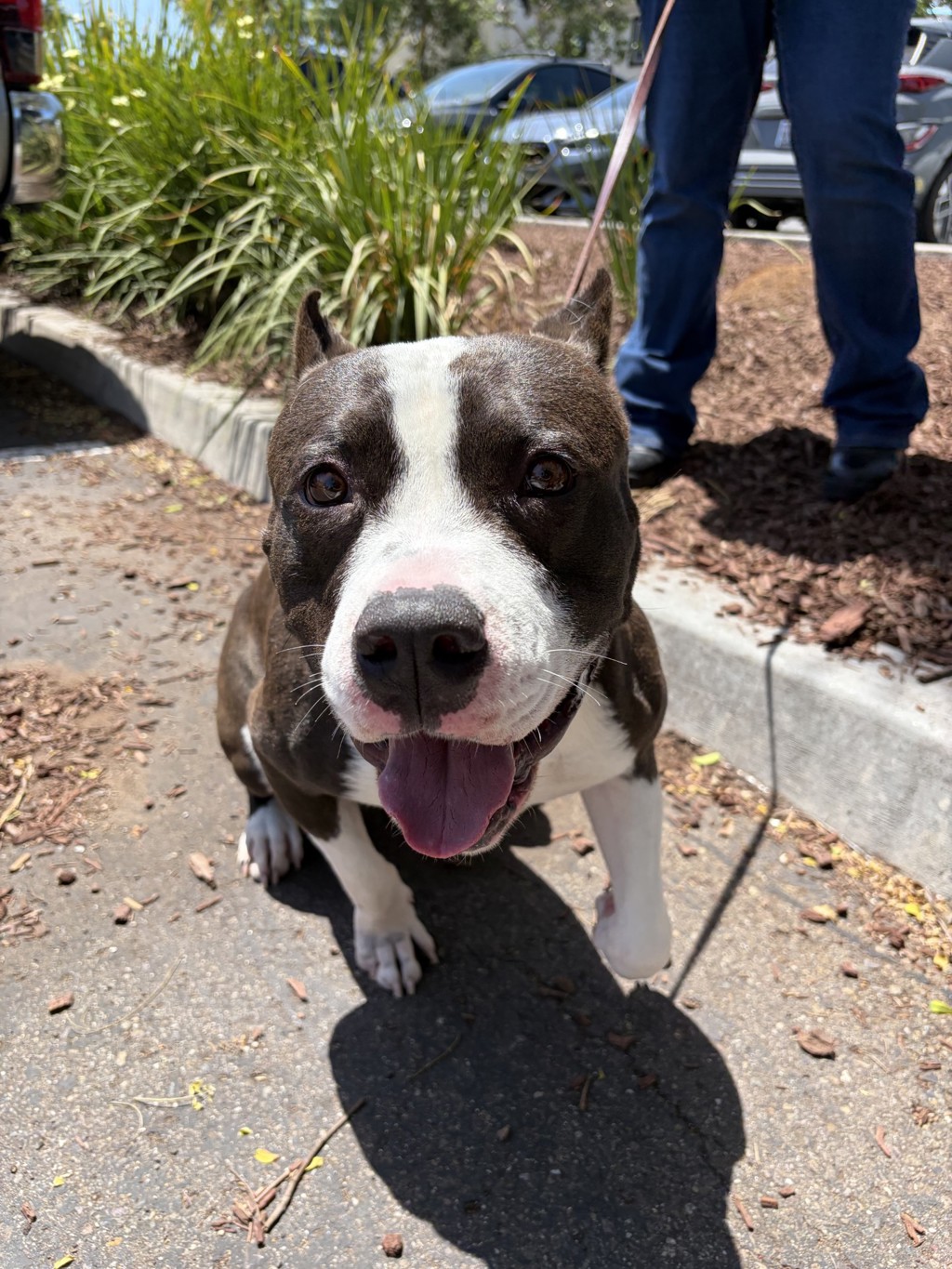 Shelter Stray Male Dog last seen Wilson Avenue, San Diego, CA, 92104, San Diego, CA 92110