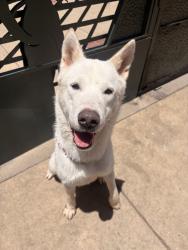 Shelter Stray Male Dog last seen Near Chambers Street, El Cajon, CA, 92020, San Diego, CA 92110