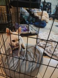 Found/Stray Female Dog last seen Clock Tower Pkwy and Teakwood Ln, Bayonet Point, FL 34667