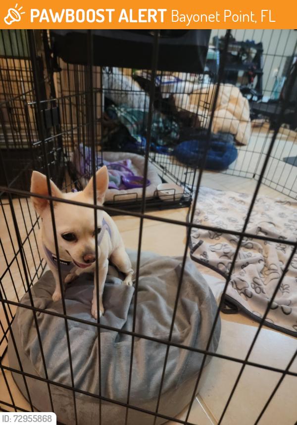 Found/Stray Female Dog last seen Clock Tower Pkwy and Teakwood Ln, Bayonet Point, FL 34667