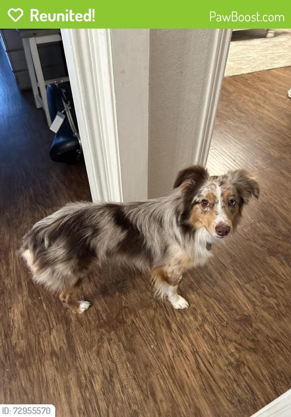 Reunited Male Dog last seen 77th and Quaker, Lubbock, TX 79424