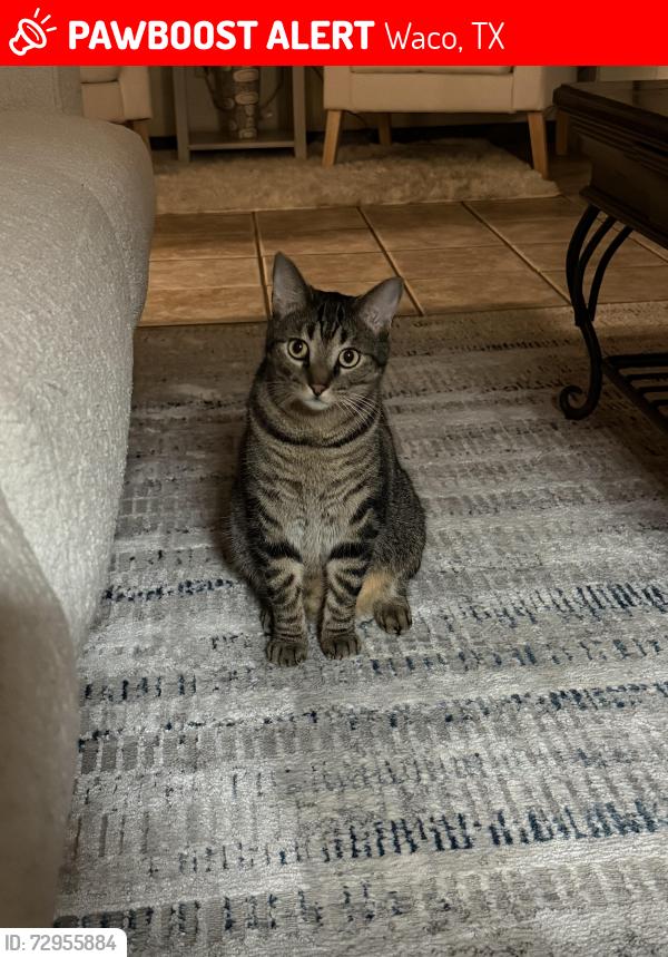Lost Male Cat last seen Sierra dr and Bosque blvd, Waco, TX 76712