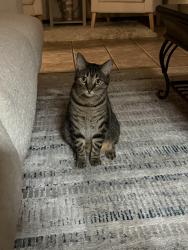 Lost Male Cat last seen Sierra dr and Bosque blvd, Waco, TX 76712