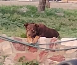 Reunited Male Dog last seen Hwy 30 polk, Cheyenne, WY 82001