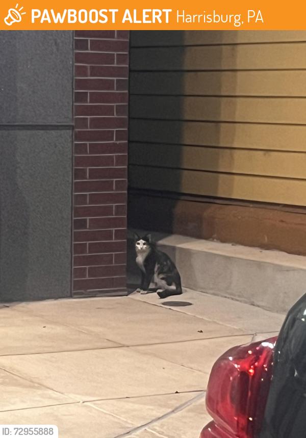 Found/Stray Unknown Cat last seen Locust St, Harrisburg, PA 17101