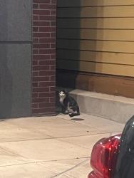 Found/Stray Unknown Cat last seen Locust St, Harrisburg, PA 17101
