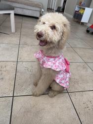 Lost Female Dog last seen 109ave and Cocopah St , Avondale, AZ 85323