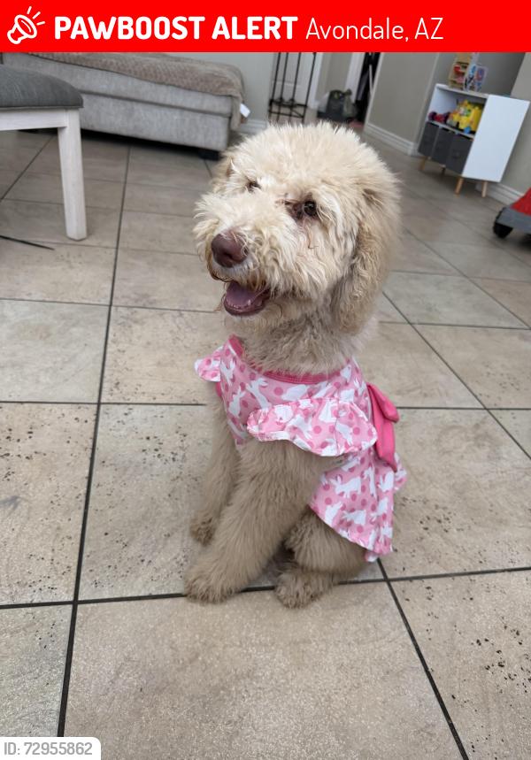 Lost Female Dog last seen 109ave and Cocopah St , Avondale, AZ 85323