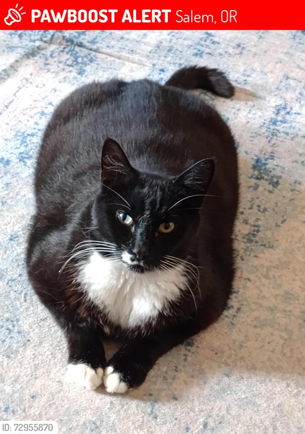 Lost Male Cat last seen McNary Highschool area Keizer OR, Keizer, OR 97307